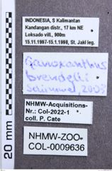 Etikett zu Priopus bimaculatus (Fleutiaux, 1918)